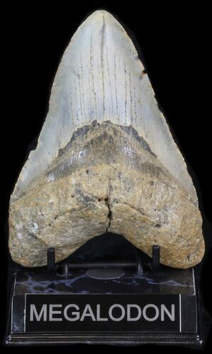 Bargain Megalodon Tooth - North Carolina #41156
